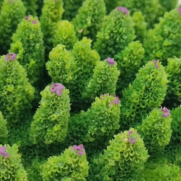 Kunstig koral Acropora millepora (Green)